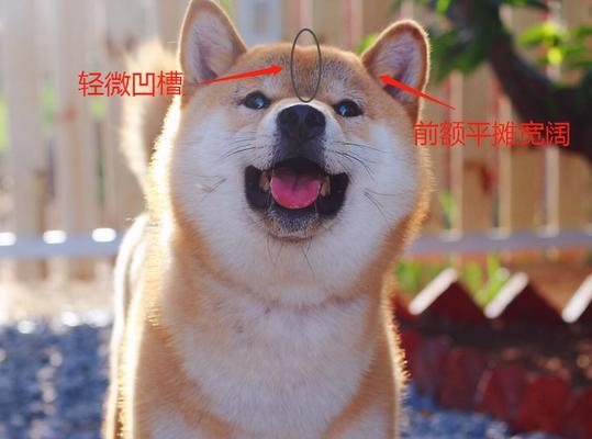 原神柴犬（了解原神柴犬的获取方式和鉴赏价值）